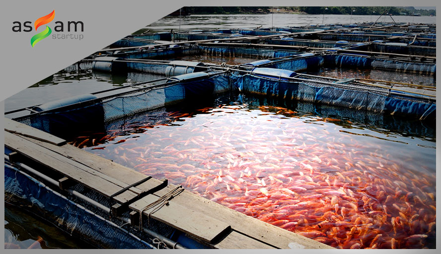 Assam aquaculture startups: Casting the net right