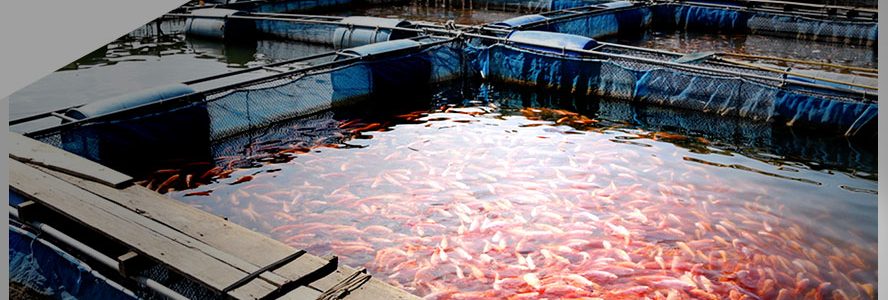 Assam aquaculture startups: Casting the net right